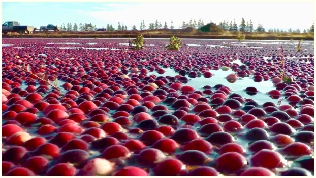 cranberries_floating_pic