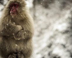 monkey image
